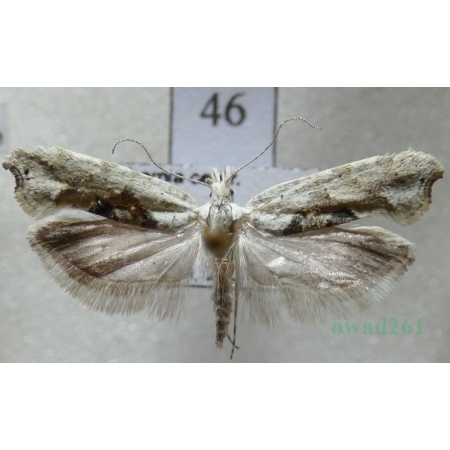 Ypsolopha asperella (Linnaeus, 1761) Czech46